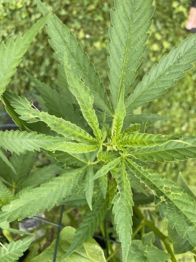 New growth issues on multiple plants
