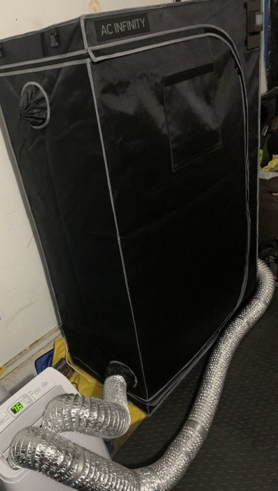 First grow Wedding Cake & GMO
