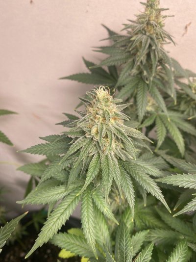 IMG_7843.jpeg