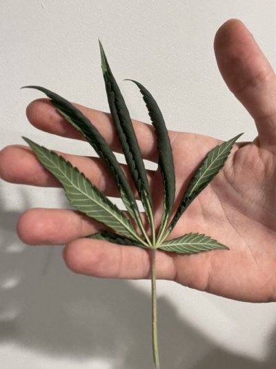 please-help-have-plant-problems-weird-taco-leaf-curling.jpeg