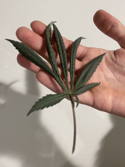please-help-have-plant-problems-weird-taco-leaf-curling-2.jpeg
