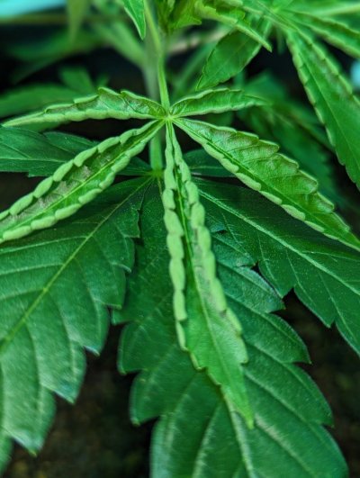 leaves-are-cupping-overwatering-or-ph.jpg