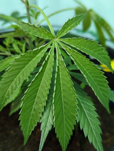 leaves-are-cupping-overwatering-or-ph-4.jpg