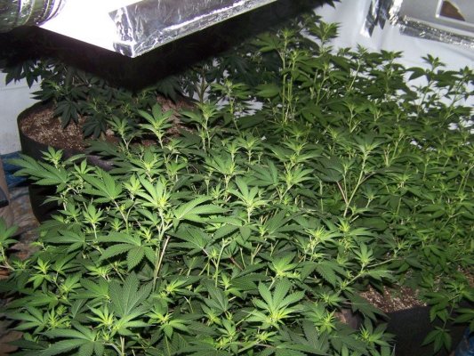 <~Rainbowmix 100 gallon smart pot per light grow~>