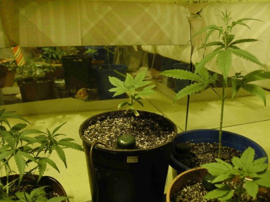 new bagseed 3.JPG