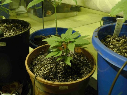 new bagseed 6.JPG