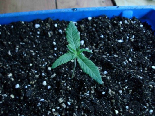 bagseed veg mutant 2.JPG
