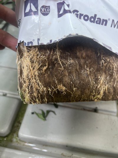 Hello everyone. Can anyone help me with good watering with rockwool? I can't build a beautiful white root system.