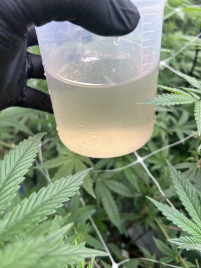 Hello everyone. Can anyone help me with good watering with rockwool? I can't build a beautiful white root system.