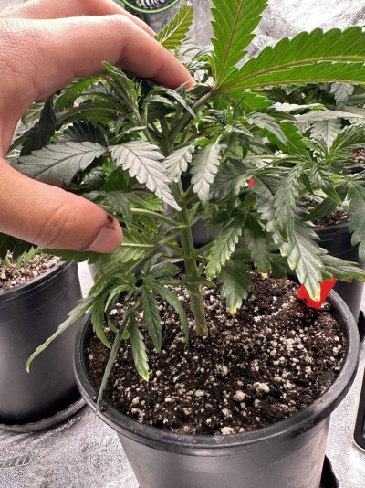 To bushy? And if so why?
