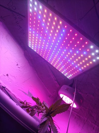 are-my-lights-to-close-or-are-they-even-any-good-grow-lights-3.jpg