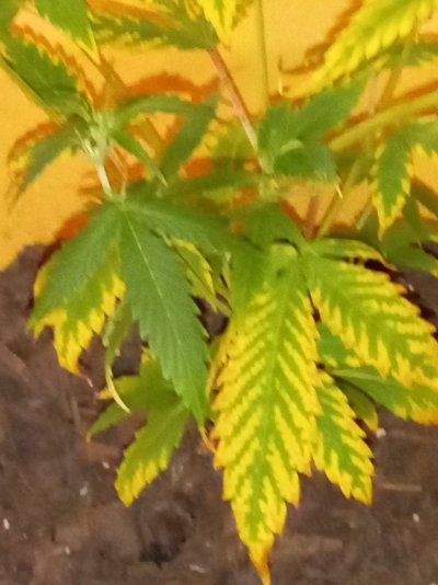 how-do-i-fix-my-plants-9.jpg