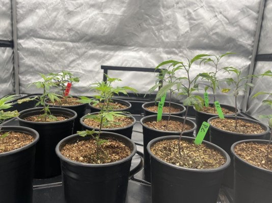new-grower-need-help-with-sad-clones-4.jpeg
