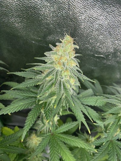 IMG_8036.jpeg
