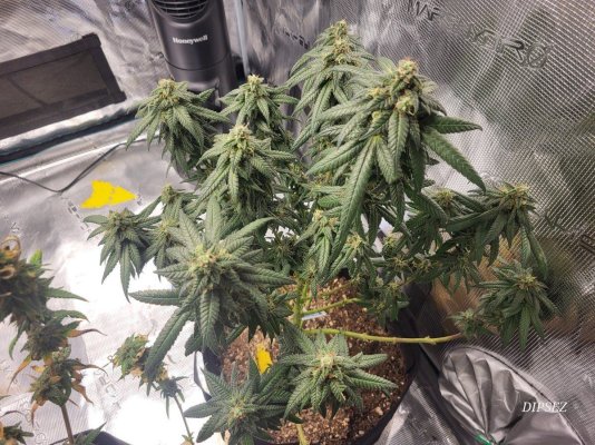 Harvest Time?? Is there a formula?