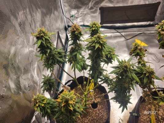 Harvest Time?? Is there a formula?