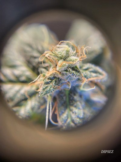 Harvest Time?? Is there a formula?
