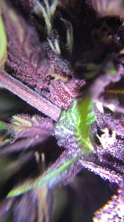 can-i-harvest-this-plant-higher-humidity-due-to-rain-6.jpg