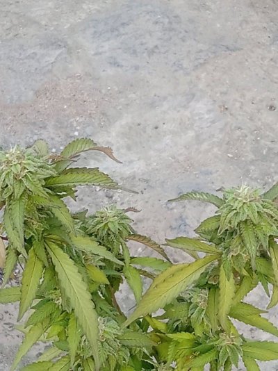 1690551652837.jpg