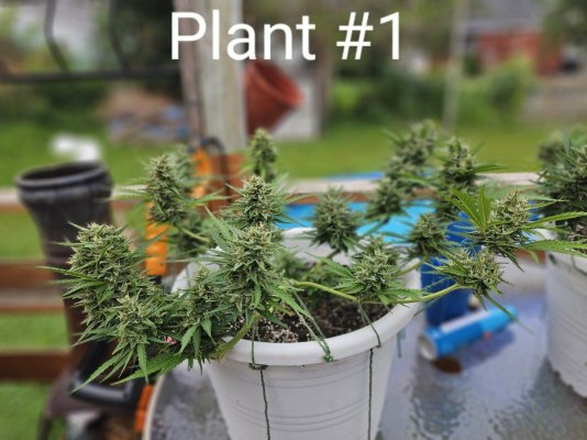 advice-on-autoflower-harvest-indicators.jpg