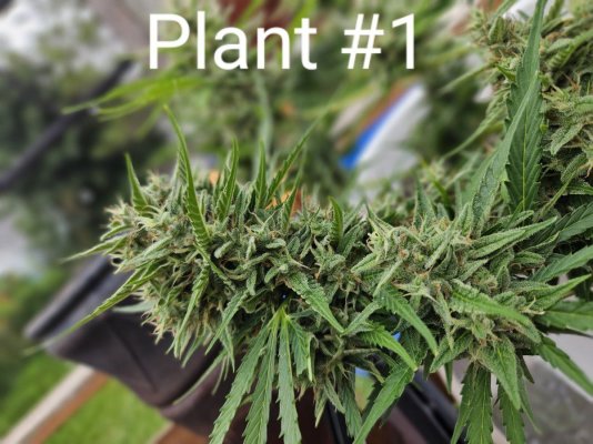 advice-on-autoflower-harvest-indicators-2.jpg