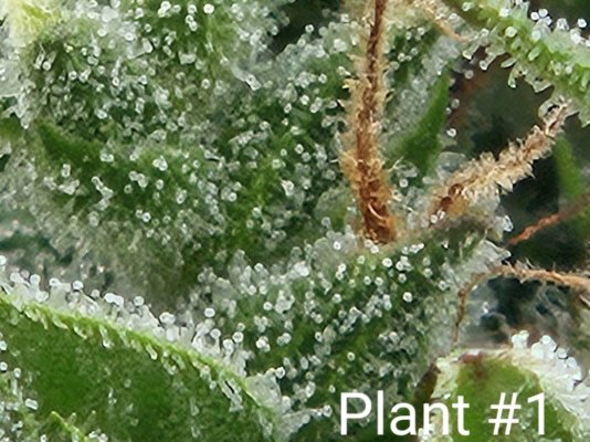 advice-on-autoflower-harvest-indicators-3.jpg