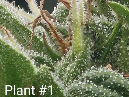 advice-on-autoflower-harvest-indicators-4.jpg