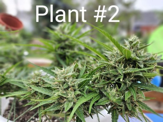 advice-on-autoflower-harvest-indicators-6.jpg