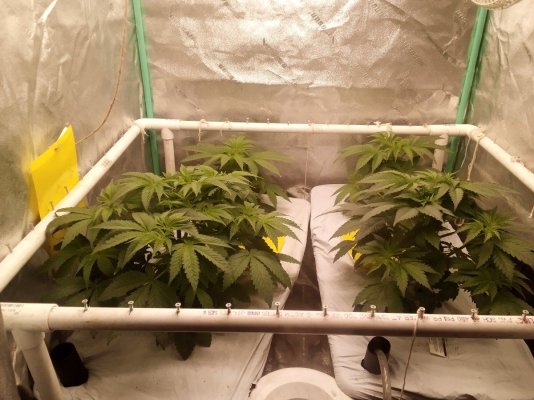 4th cycle in no till Earthbox