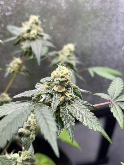 Flower day 53, how are they lookin?