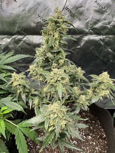 When to harvest this Runtz Auto?
