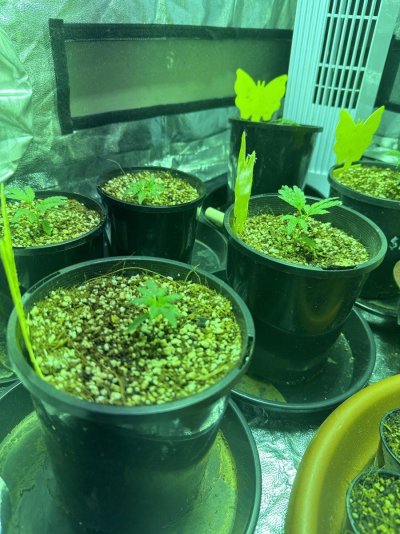 new-to-growing-please-help.jpg