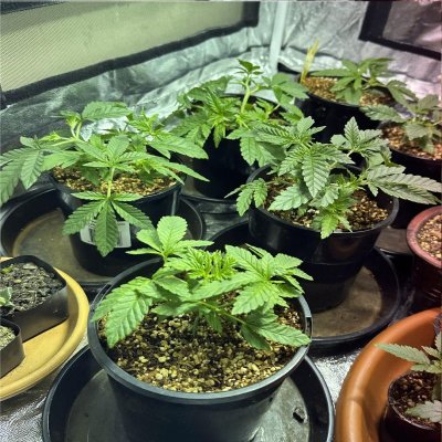 new-to-growing-please-help-3.jpg