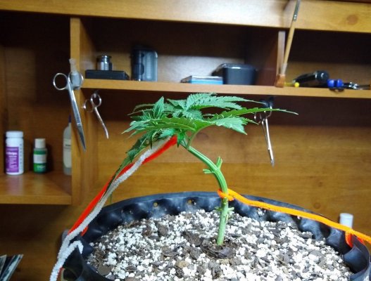 Adjusting as they grow.jpg