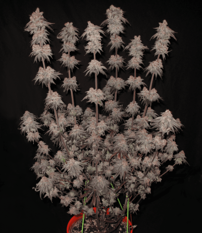 Barneys Farm Seeds Rubbish Or Not