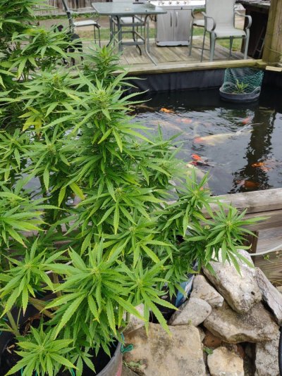 Let's see your 2023 outdoor grow!