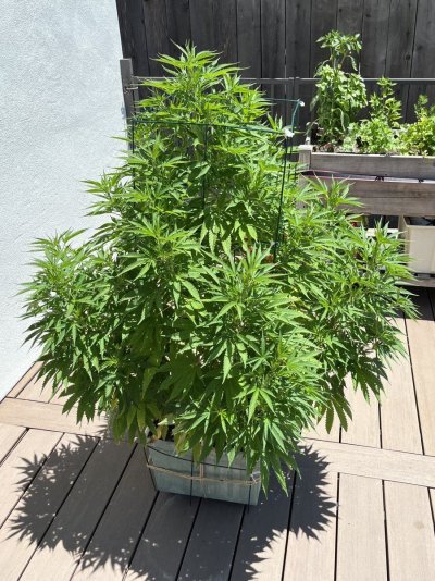 i-tried-growing-a-plant-using-vigoro-lawn-fertilizer-and-all-purpose-miracle-grow--this-is-wh...jpeg
