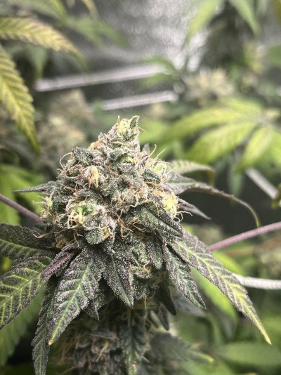 Need help/ advice moving grow