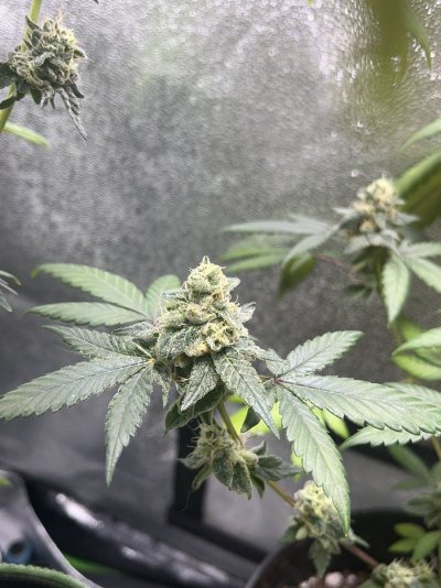 Need help/ advice moving grow