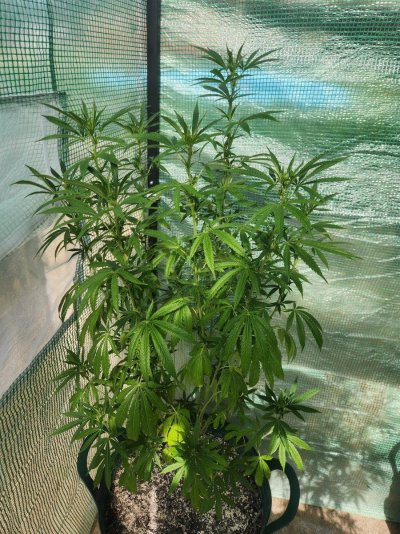 Are these starting to flower?