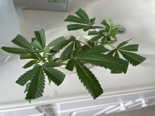 hawks-outdoor-thc-bomb-clones---grow-journal---august-2023.jpg