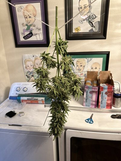 Hawk's Granddaddy Purple & THC Bomb Grow Journal - 2023