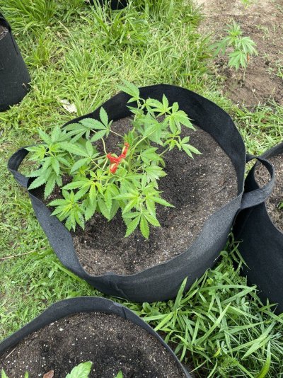 i-have-a-wierd-weed-plant-confused.jpeg