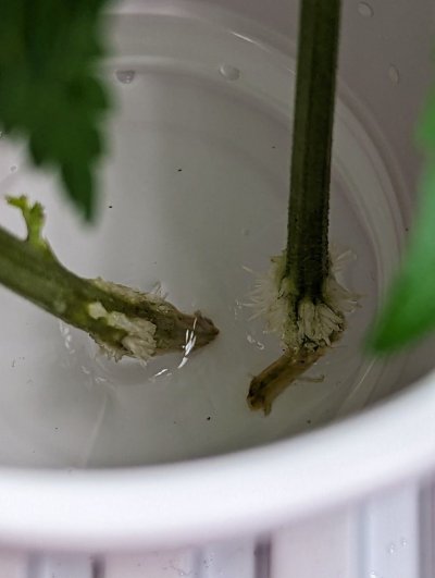 Cloning experiences and tips sharing thread