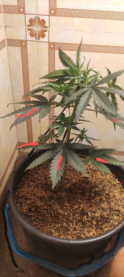 Growing in 3rd World Conditions (Cuba) att #2