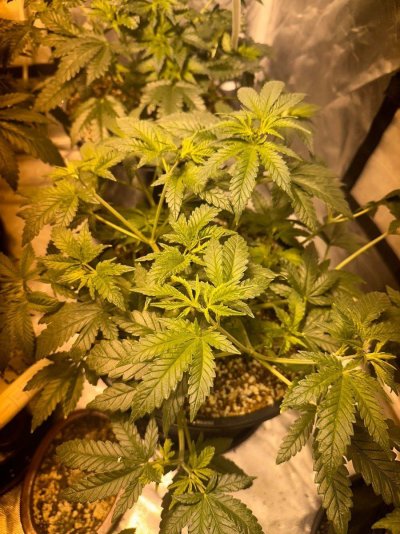 sativa-indica-or-is-it-hybrid-3.jpg