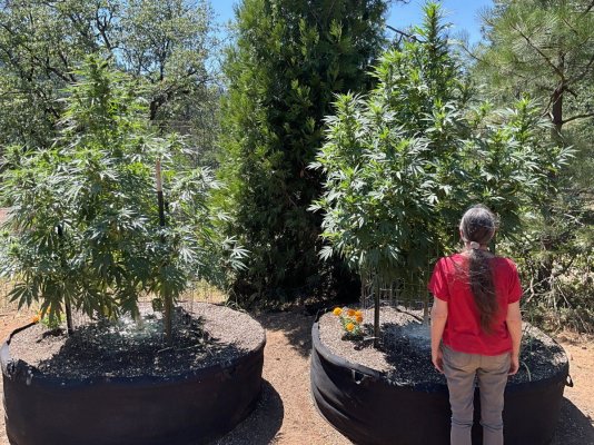 Let's see your 2023 outdoor grow!