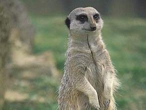 Meerkat-suricate.jpg