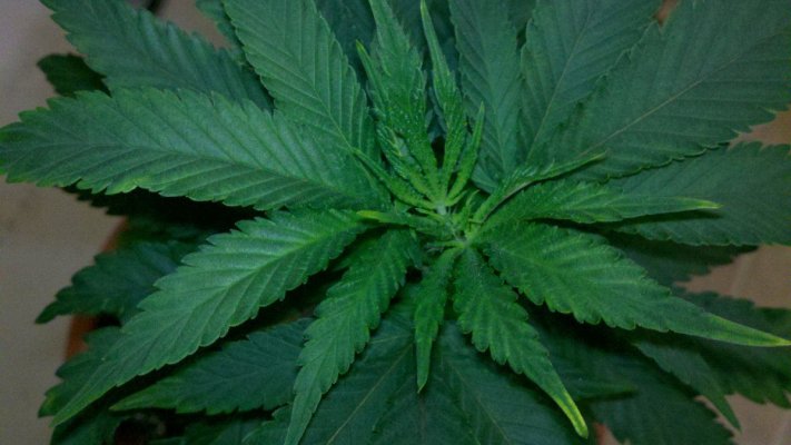 JH1-C9_2011-07-10_TopGrowth.jpg