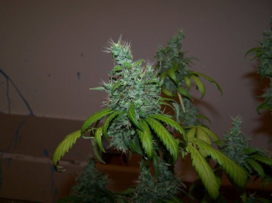 legion OG 012.jpg